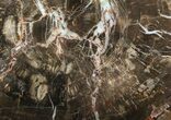 Petrified Wood (Araucaria) Round - Arizona #41889-1